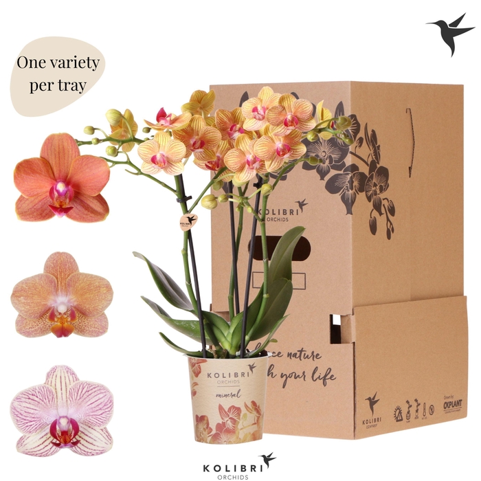 <h4>Kolibri Orchids Phalaenopsis Mineral orange 3 spike</h4>