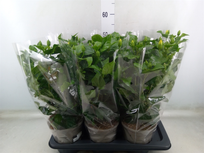 <h4>Hibiscus rosa-sin. 'Sunny Ven Whit'</h4>