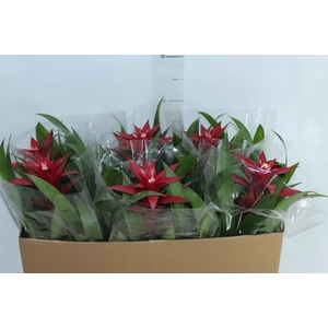 GUZMANIA FIRST CLASS P14