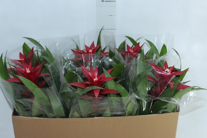 <h4>GUZMANIA FIRST CLASS P14</h4>