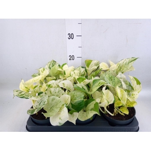 Epipremnum pinn. 'Happy Leaf'