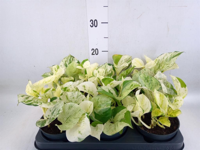 <h4>Epipremnum pinn. 'Happy Leaf'</h4>