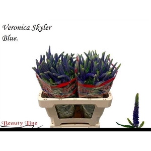 Veron L Skyler Blue
