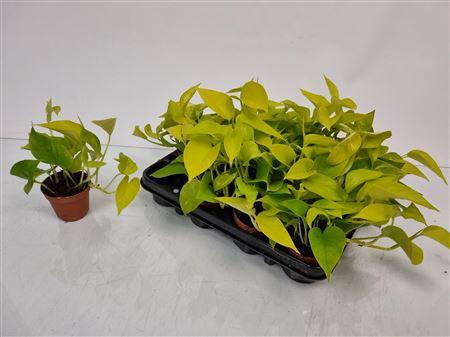 <h4>Epipremnum Pinnatum 'golden Pothos'</h4>