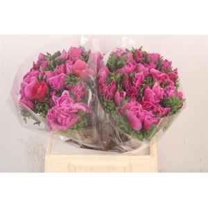 Anem Mistral Lila Super