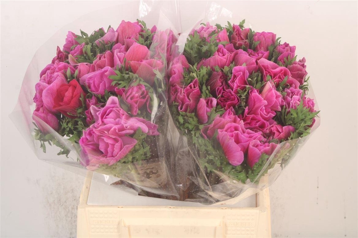 <h4>Anem Mistral Lila Super</h4>