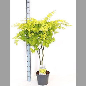 ACER PA ORANGE DREAM