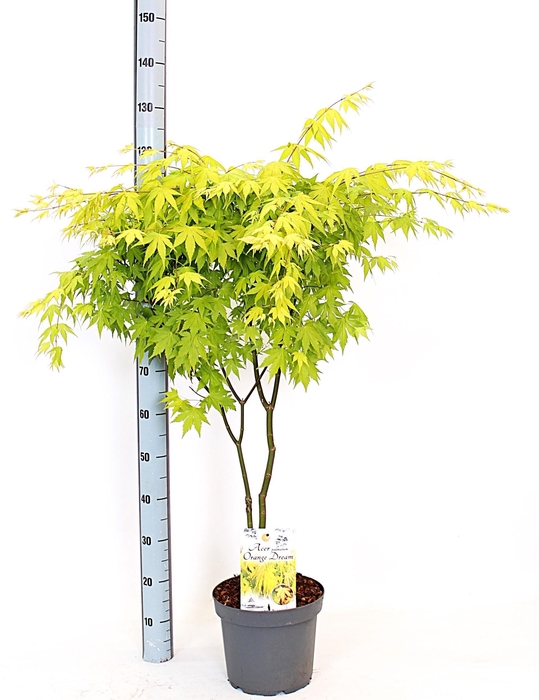 <h4>ACER PA ORANGE DREAM</h4>
