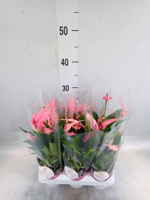 <h4>Anthurium andr. 'Lilli'</h4>