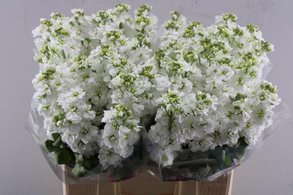 <h4>Matth Aida White</h4>