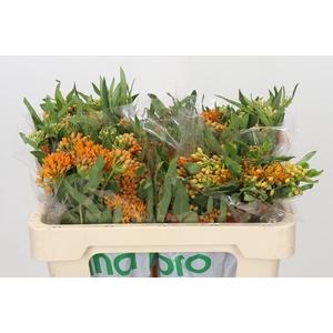 Asclepias Tuberosa