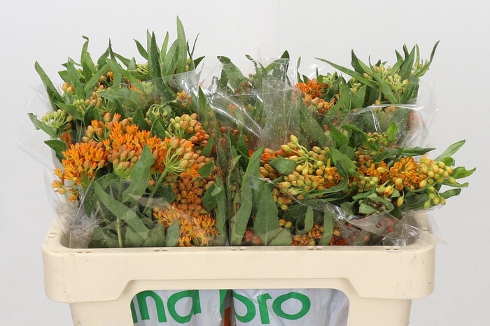 <h4>Asclepias Tuberosa</h4>