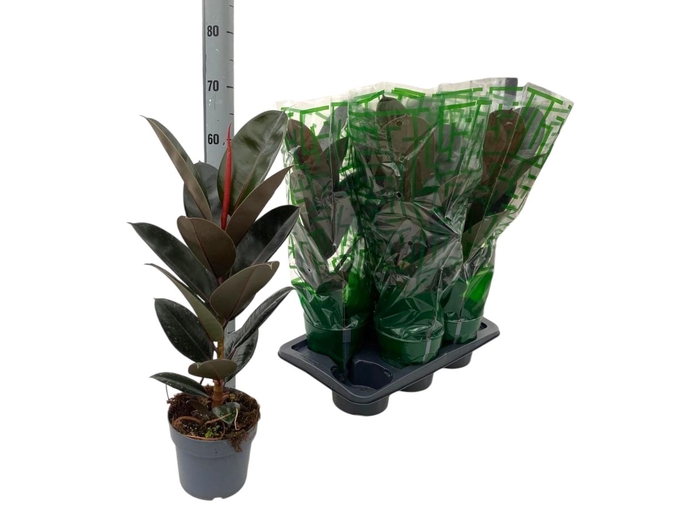 <h4>FIC EL ABIDJAN</h4>