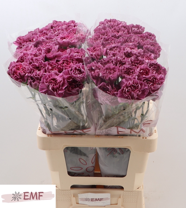 <h4>DI ST MUSTANG</h4>