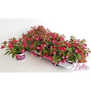 FUCHSIA B F LYDIA