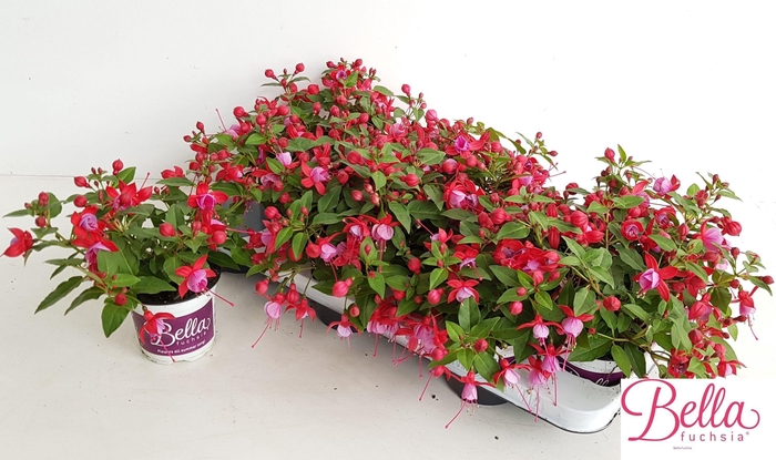 <h4>FUCHSIA B F LYDIA</h4>