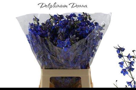 <h4>Delph En Donna</h4>