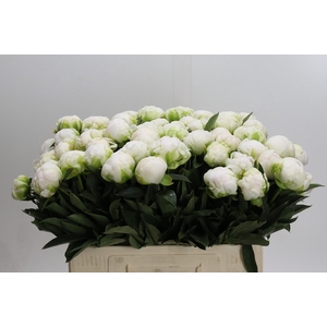 Paeonia Madame Claude Tain