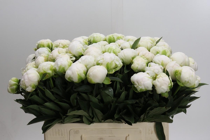 <h4>Paeonia Madame Claude Tain</h4>