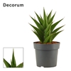 Sansevieria Temple crown 14 cm (Decorum)