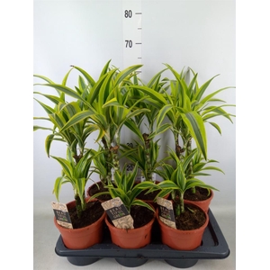 Dracaena fr de 'LemonLime'