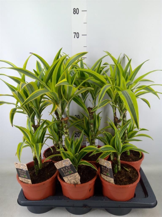 <h4>Dracaena fr de 'LemonLime'</h4>