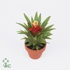 Guzmania Theresa