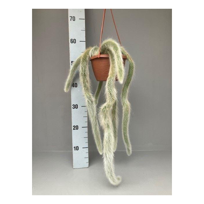 <h4>Cactus   ...</h4>