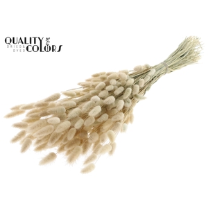 Lagurus per bunch Natural