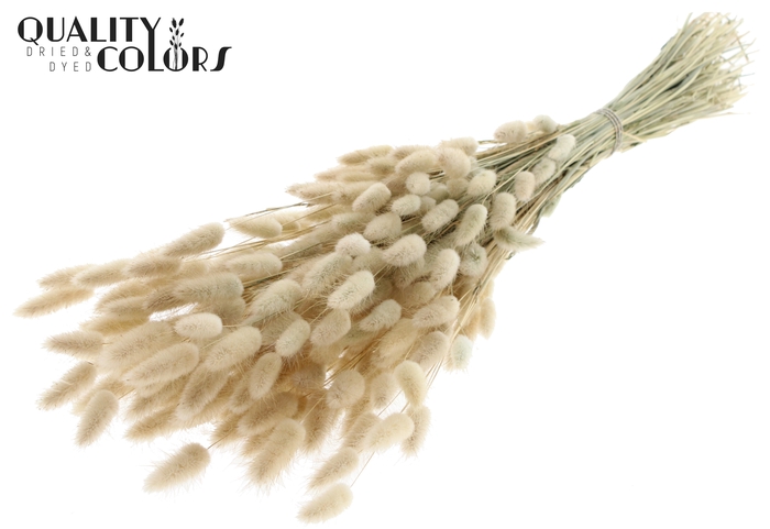 <h4>Lagurus per bunch Natural</h4>