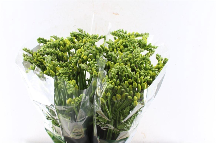 <h4>Fr Du Marseille</h4>