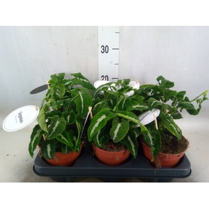 Syngonium   ...