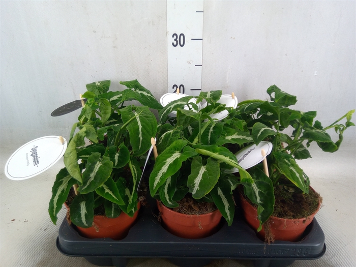 <h4>Syngonium   ...</h4>