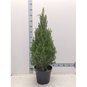 PICEA GL CONICA