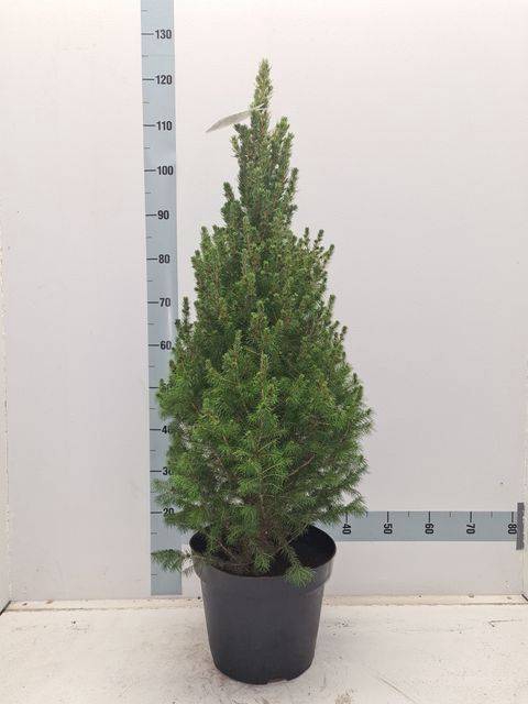 <h4>PICEA GL CONICA</h4>