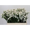 Limonium Silvery Sun Birds