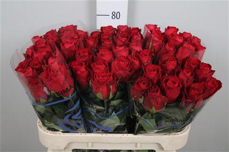 <h4>R Gr Madam Red</h4>