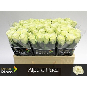 Rosa large alpe d'huez