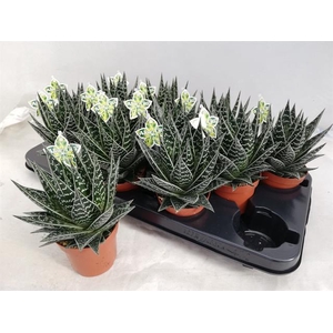 ALOE TIKI TAHI