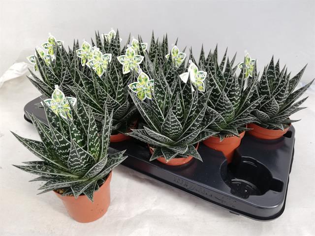 <h4>ALOE TIKI TAHI</h4>