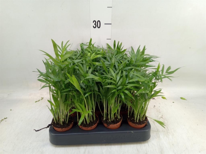 <h4>Chamaedorea elegans</h4>