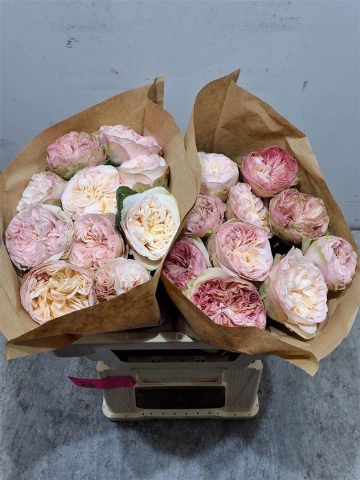 <h4>R Gr Springfie Park!</h4>