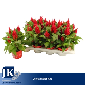 Celosia Kelos Fire Red