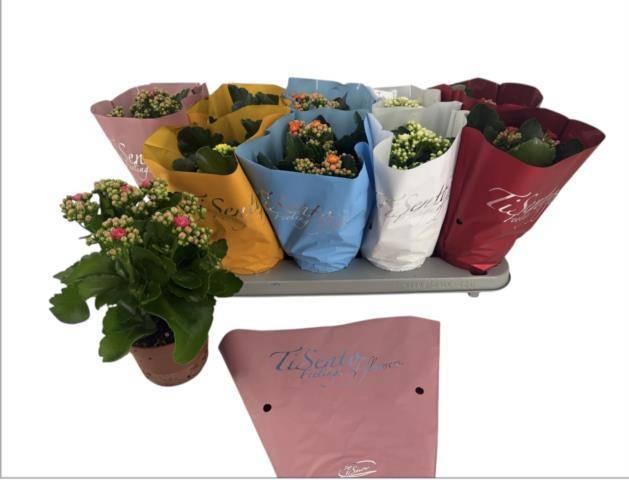 <h4>KAL GE GEM 5 KL</h4>