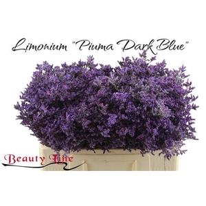 LIM PIUMA DARK BLUE