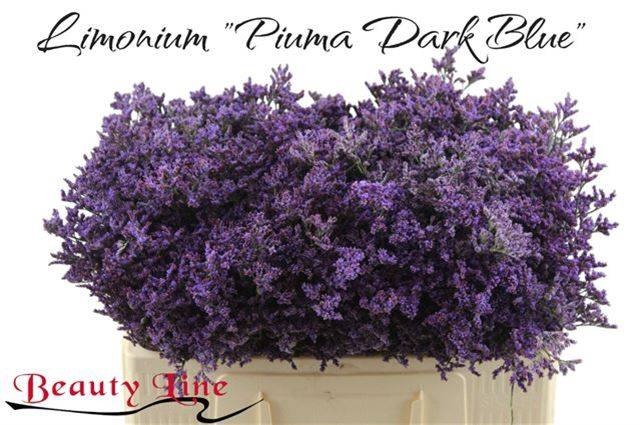 <h4>LIM PIUMA DARK BLUE</h4>