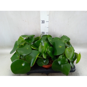 Peperomia polybotrya 'Raindrop'