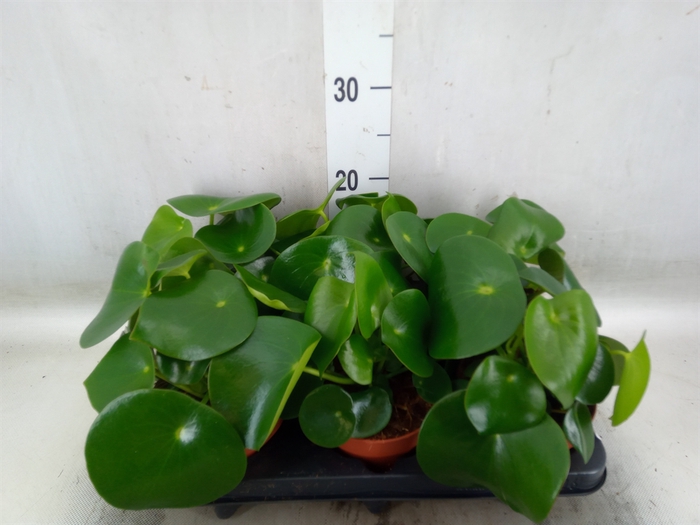 <h4>Peperomia polybotrya 'Raindrop'</h4>