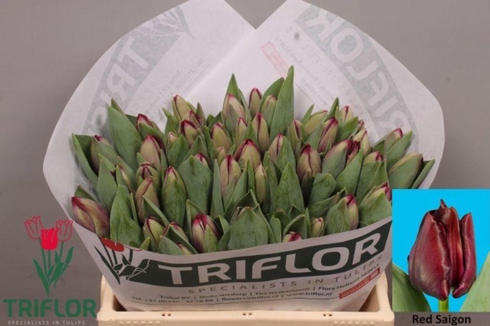 <h4>Tulipa si red saigon</h4>