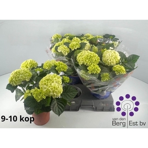 HYDR M SAX BRI WHITE